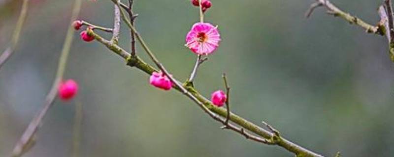梅花魂的魂是什么意思(梅花魂的魂是什么意思用课文的话说说)