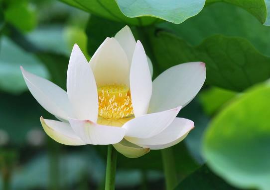 白莲花是什么意思?心机圣母婊白莲花女人性格 如何鉴定白莲花绿茶婊