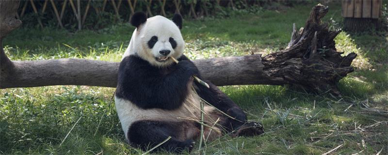 熊猫的生活习性(熊猫都有哪些生活习性？)
