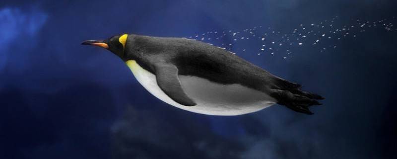 企鹅生活在哪个极(企鹅生活在南极哪里？？)