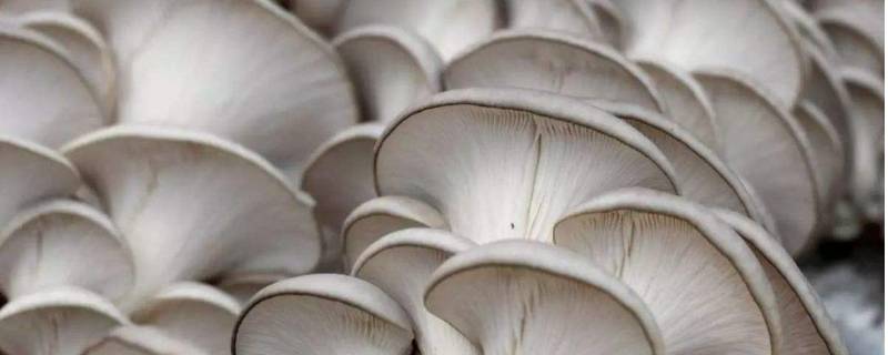 平菇怎么做好吃(平菇怎么炖好吃)