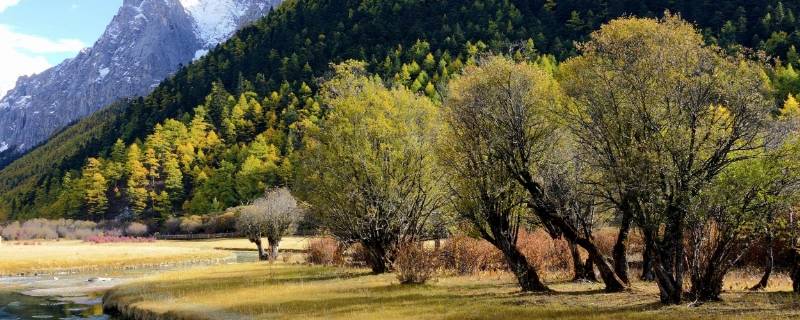 稻城在哪(稻城在哪里)