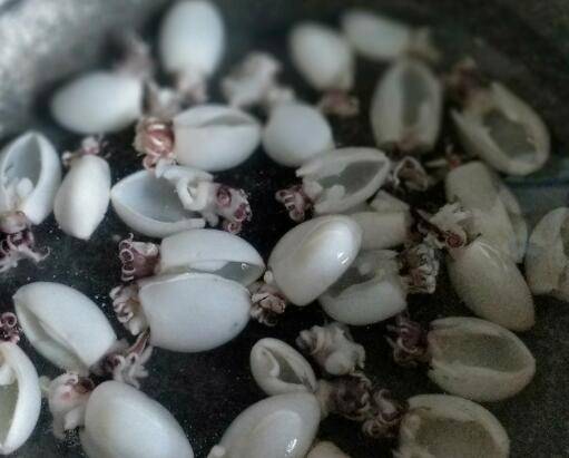 小墨鱼仔怎么做好吃又简单(目鱼仔怎么做)