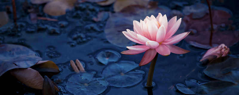 黑莲花是什么意思(黑莲花的介绍)