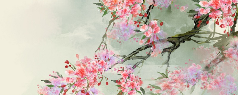 君子兰的作用(君子兰有什么用处?)