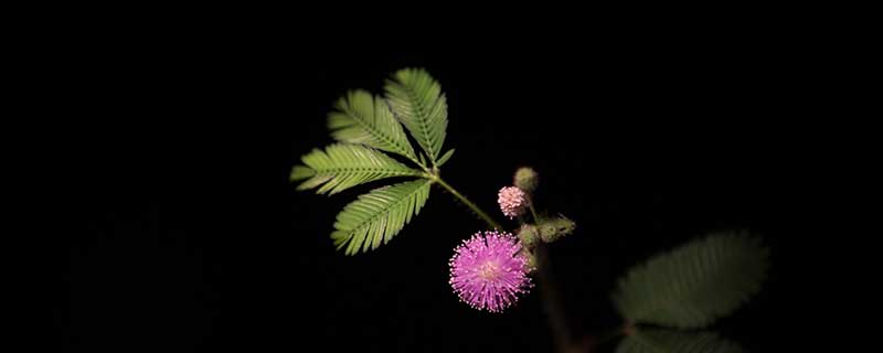 含羞草的特点(含羞草有什么特点)