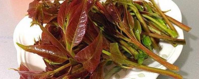 香椿芽怎么吃(干香椿芽的吃法大全)