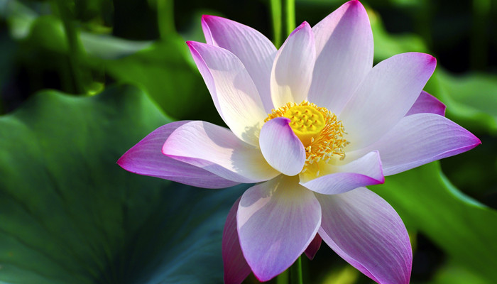 黑莲花是什么意思 黑莲花是什么意思呢