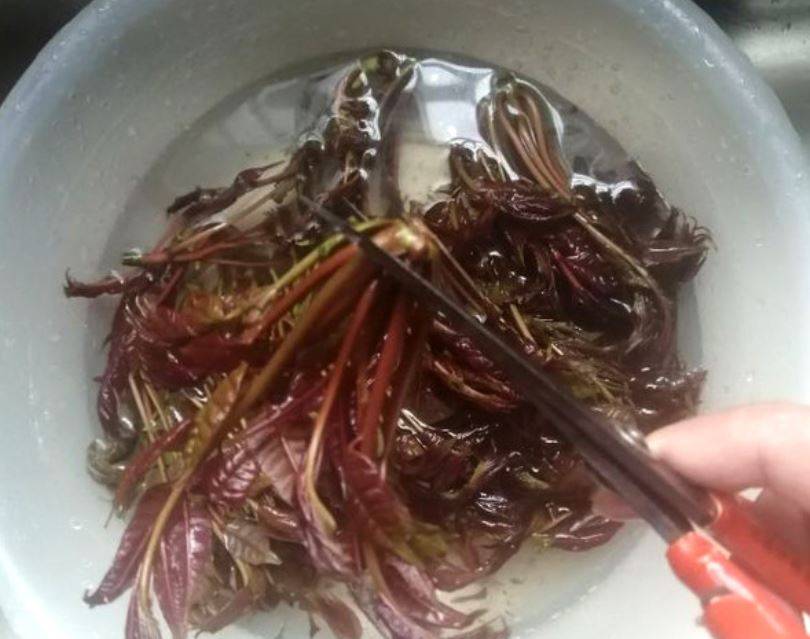香椿芽怎么吃(干香椿芽的吃法大全)