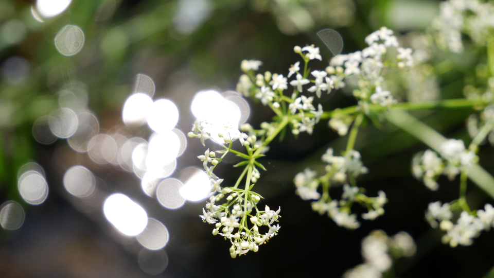 巨型七彩玫瑰永生花礼盒(永生花和七彩玫瑰花是一种花吗？花语是什么？最好附图)