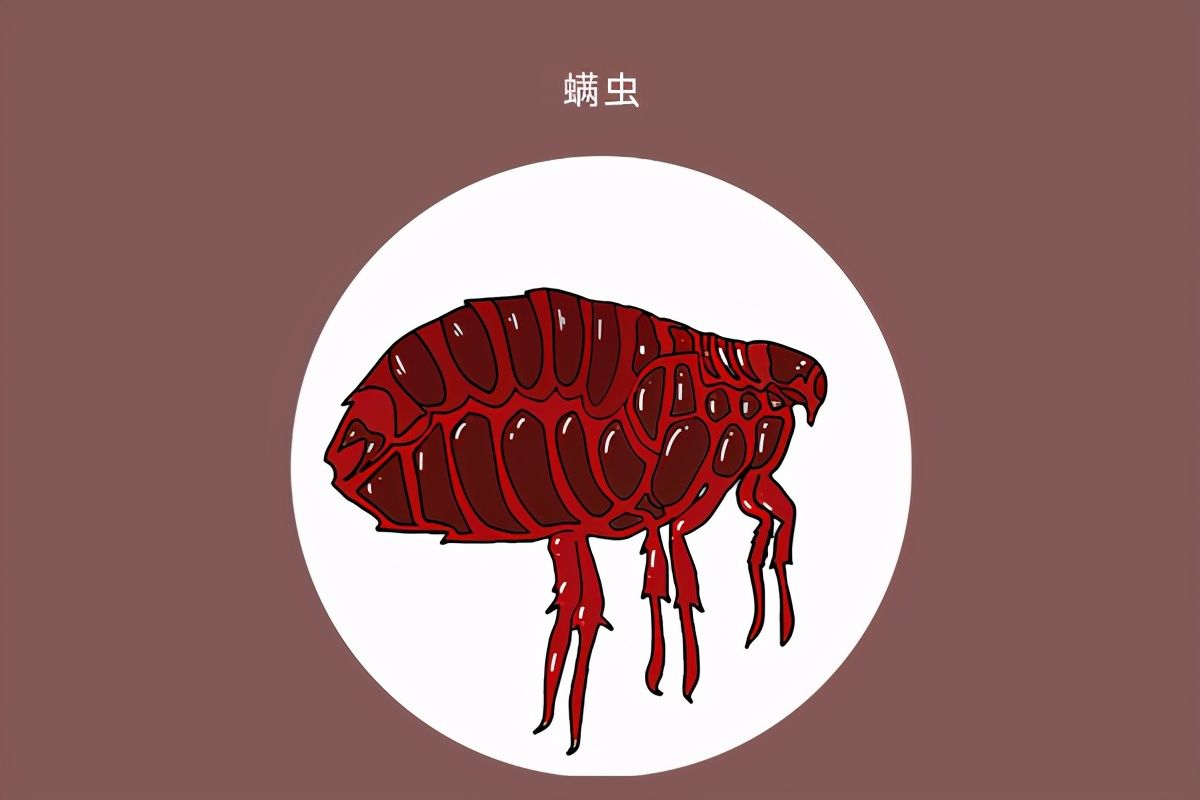 经常觉得耳朵发痒,却又掏不出东西,这是怎么回事?