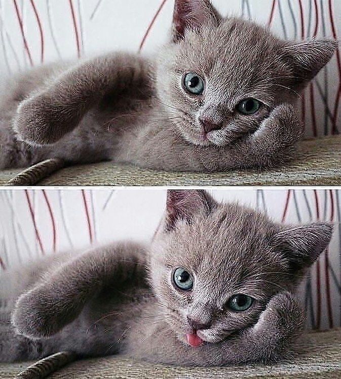 猫咪总是乱叫怎么办?分析原因是解决问题的关键!