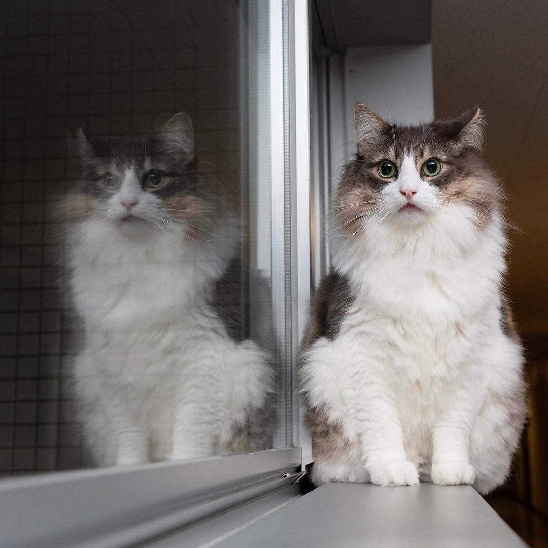 猫咪总是乱叫怎么办?分析原因是解决问题的关键!