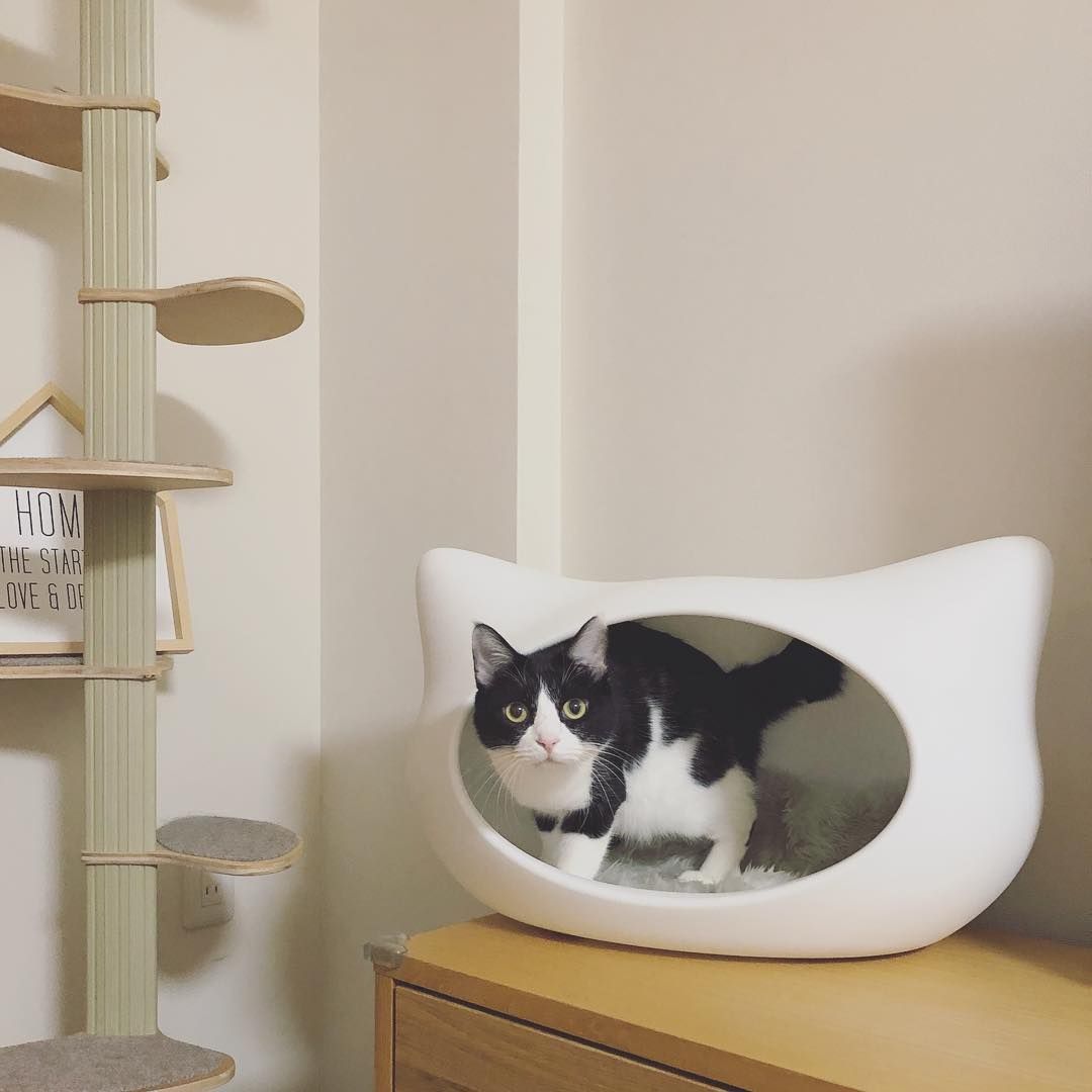 猫咪总是乱叫怎么办?分析原因是解决问题的关键!
