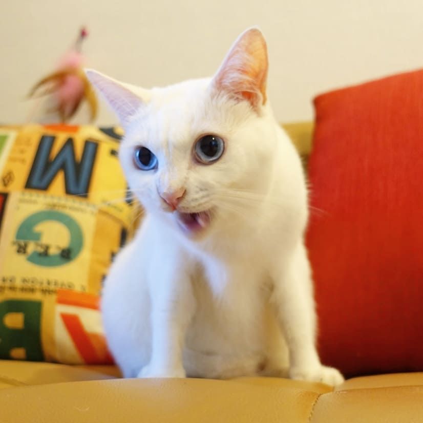 猫咪总是乱叫怎么办?分析原因是解决问题的关键!