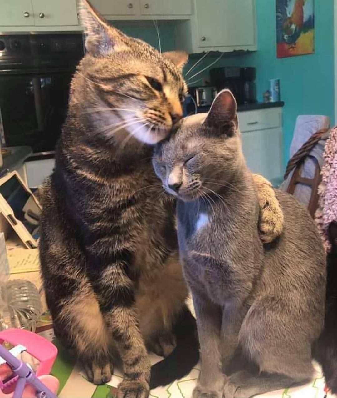 猫咪总是乱叫怎么办?分析原因是解决问题的关键!